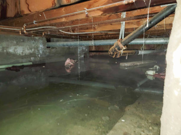 Best Ceiling water damage repair  in Albion, NE