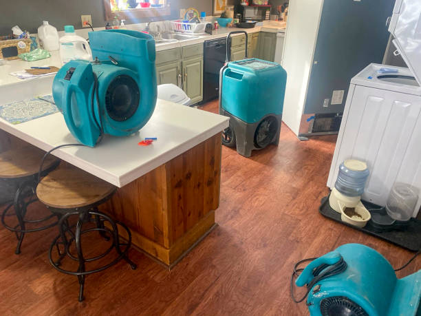 Best Water damage contractors near me  in Albion, NE